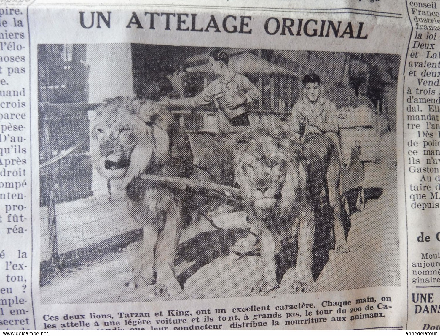 1935 L'AMI DU PEUPLE: Attelage De Lions ; Admiration Ardente Des Femmes Italiennes Pour Mussolini Et Les Sanctions ; Etc - General Issues