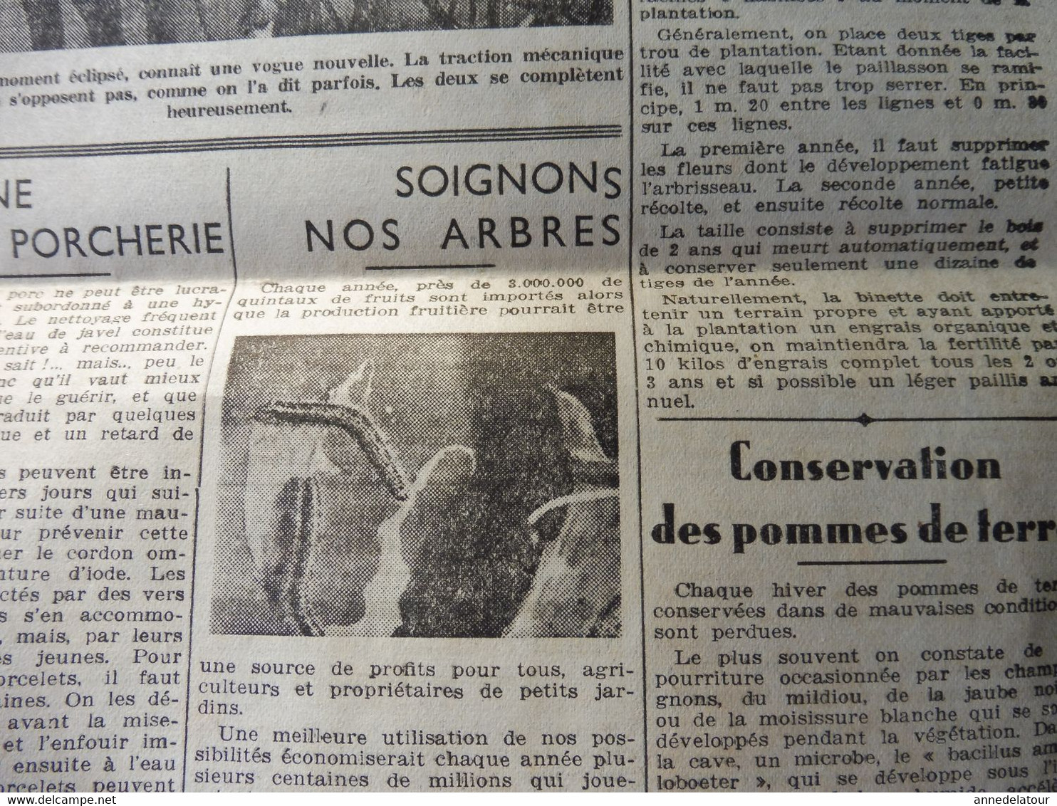 1935 L'AMI DU PEUPLE: Attelage de lions ; Admiration ardente des femmes italiennes pour Mussolini et les sanctions ; etc