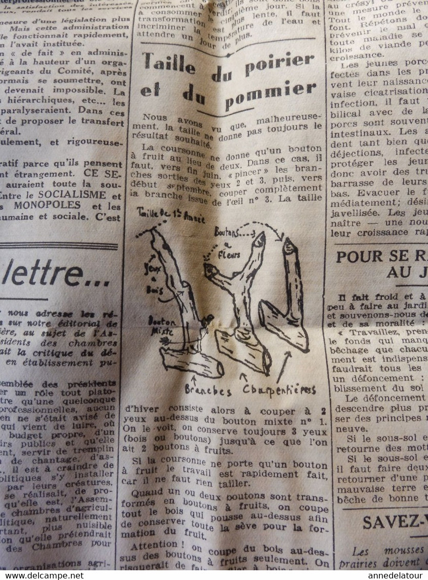 1935 L'AMI DU PEUPLE: Attelage de lions ; Admiration ardente des femmes italiennes pour Mussolini et les sanctions ; etc