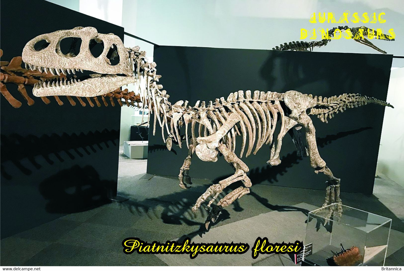 Carte Postale, Animaux Prehistoriques, Jurassic Dinosaurs, Piatnitzkysaurus Floresi - Andere & Zonder Classificatie