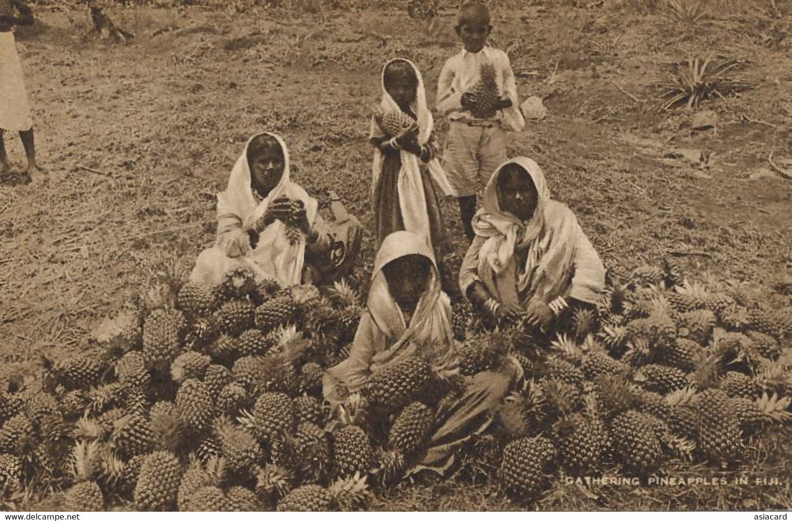 Gathering Pineapples In Fiji Ananas  Tuck  Indian Workers Emigrants - Fidschi