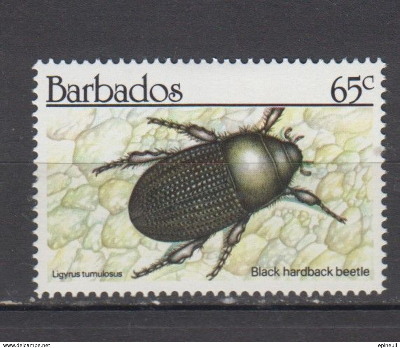 BARBADE * YT N° 794 - Barbados (1966-...)