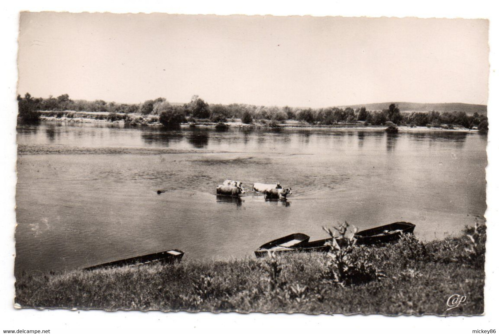 POUILLY SUR LOIRE --- Les Bords De La Loire   (  Vaches ) .........à Saisir - Pouilly Sur Loire