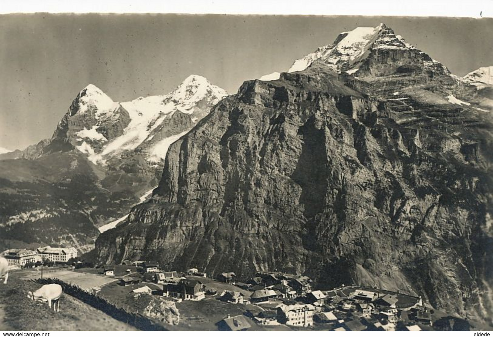 Real Photo Murren  Wengernalp Eiger Monch Jungfrau Paturage Alpage - Mürren