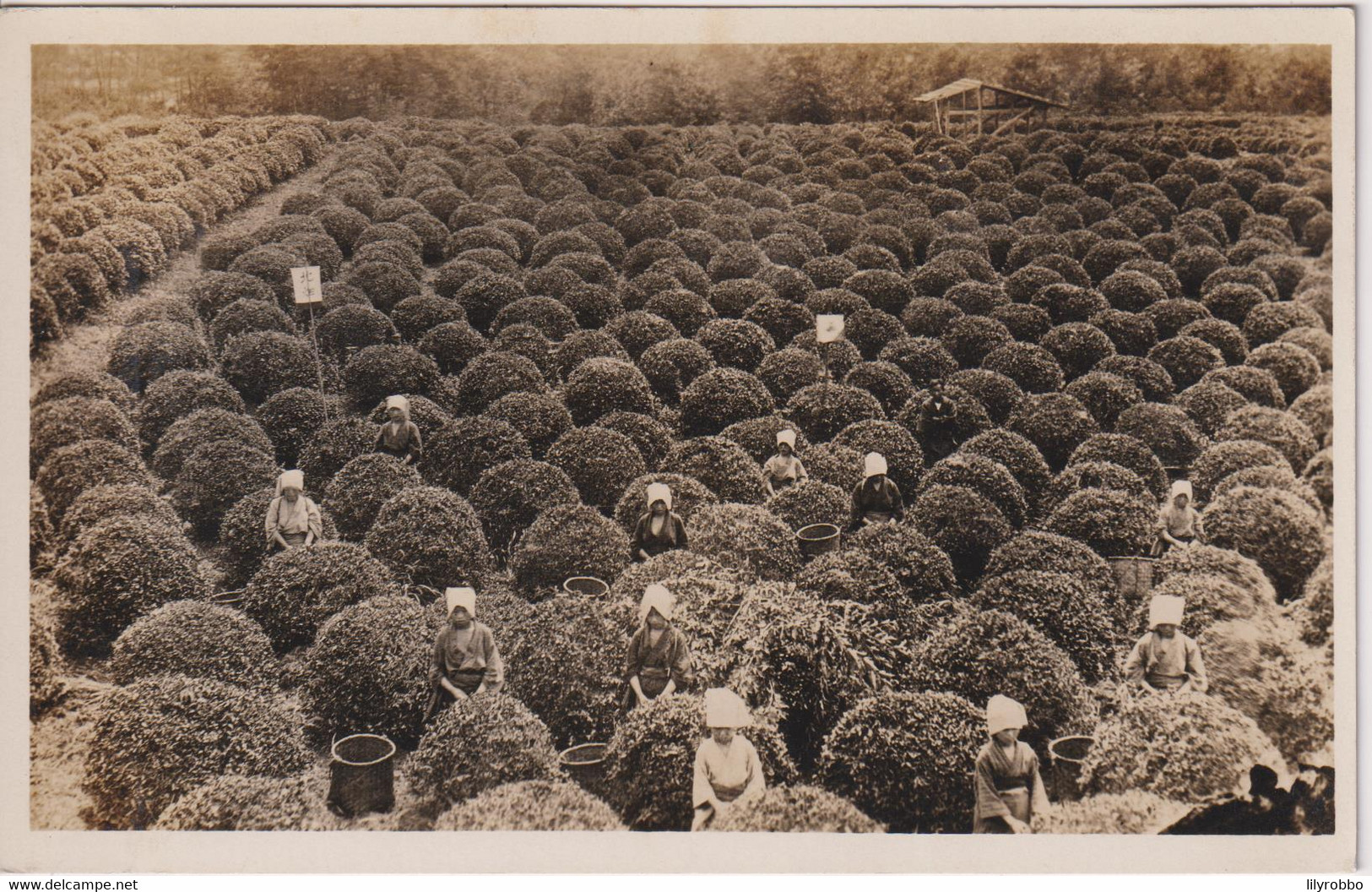 JAPAN -  Untitled RPPC - Tea Plantation - Other & Unclassified