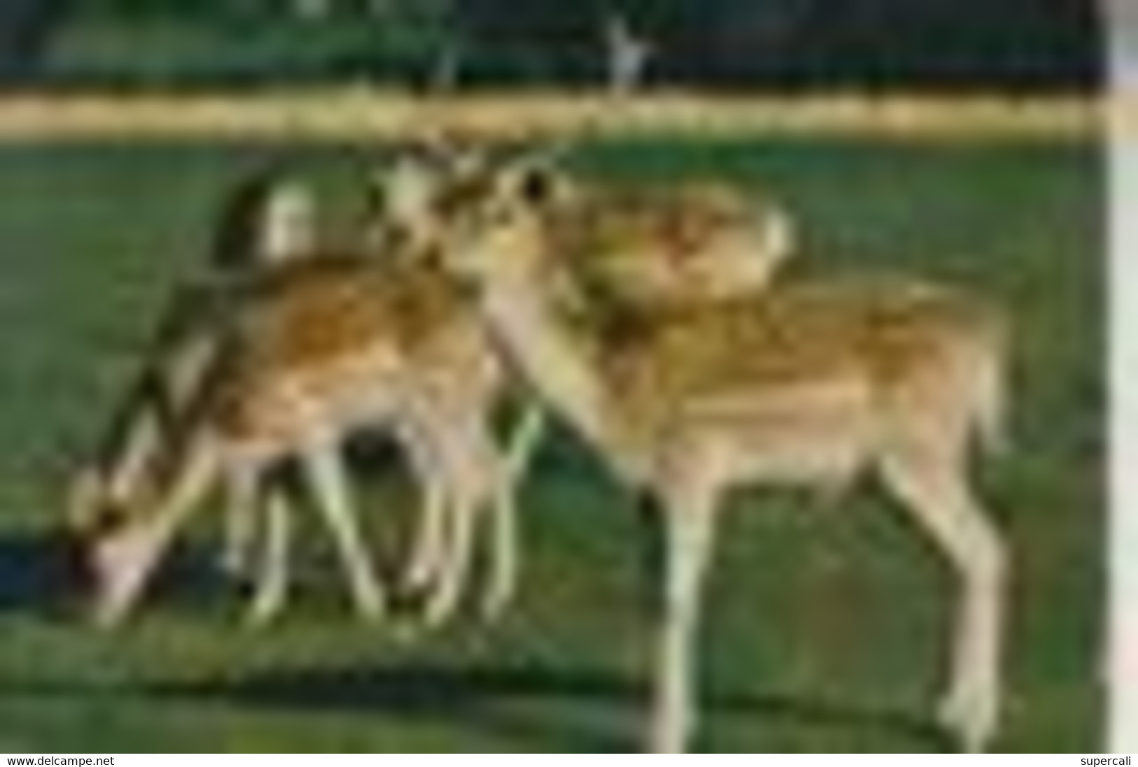 RT33.127   LOT DE  12 CARTES  D'ANIMAUX CERFS. BICHES .FAON.