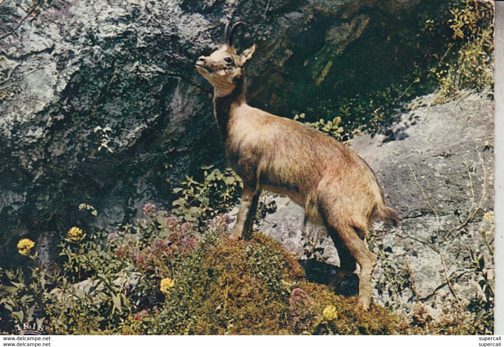 RT33.128   LOT DE  7 CARTES  D'ANIMAUX .CHAMOIS.BOUQUETINS. - 5 - 99 Cartes