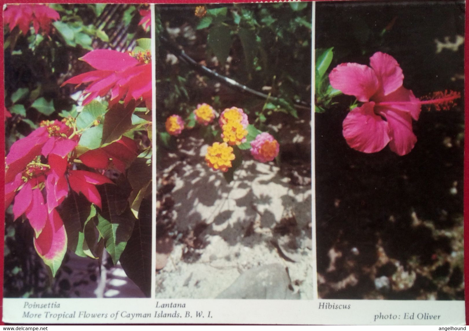 Tropical Flowers Of Cayman Islands - Caimán (Islas)