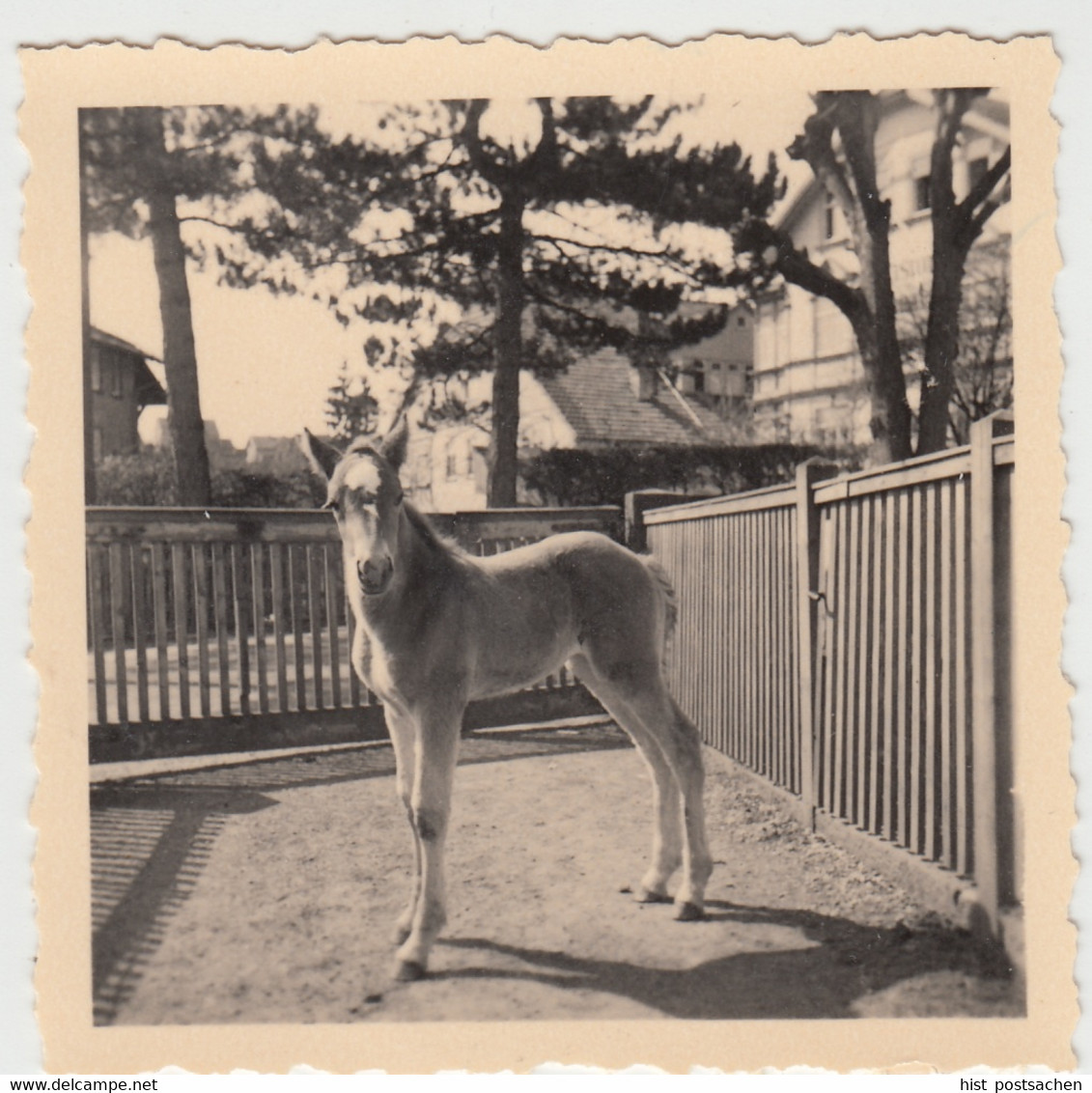 (F6159) Orig. Foto Junges Pferd, Fohlen, Ort Unbekannt, 1950er - Otros & Sin Clasificación