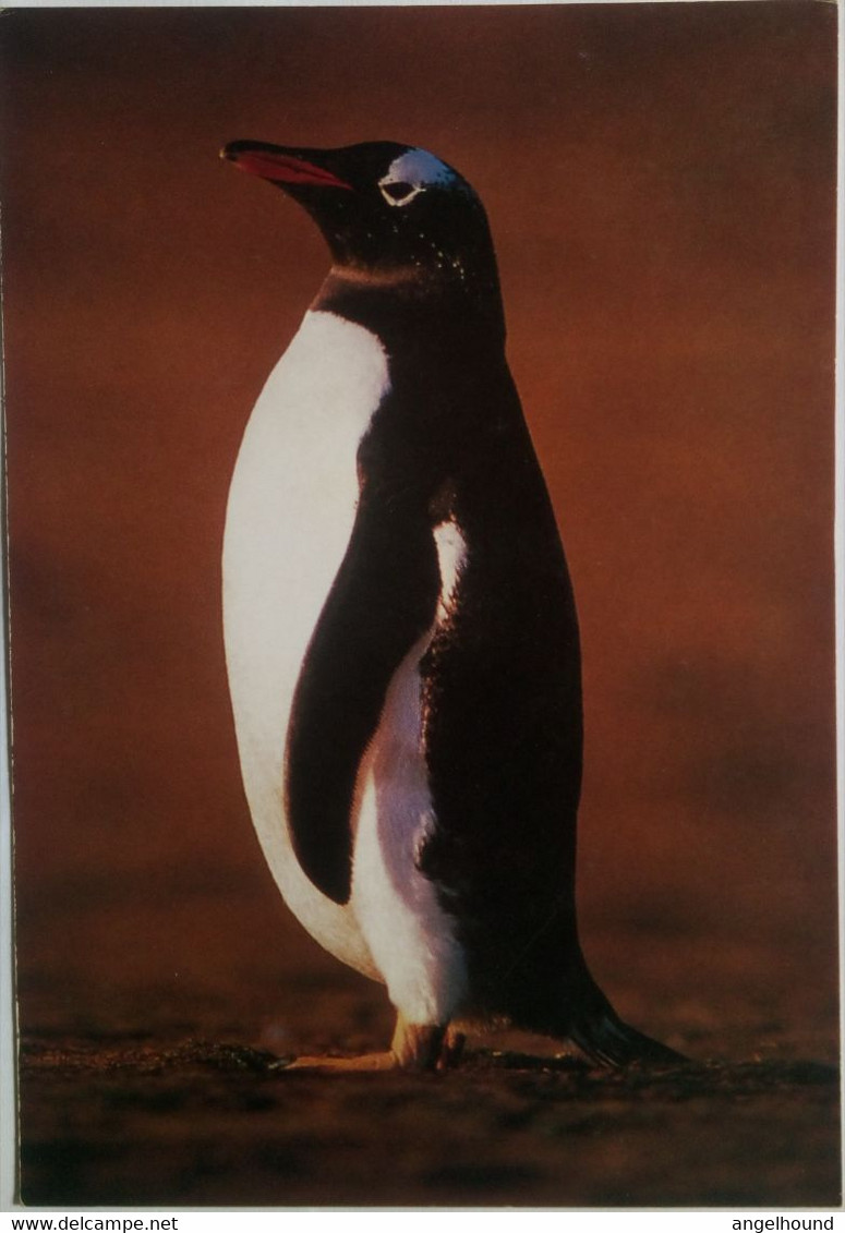 Gentoo  Penguin - Falkland Islands