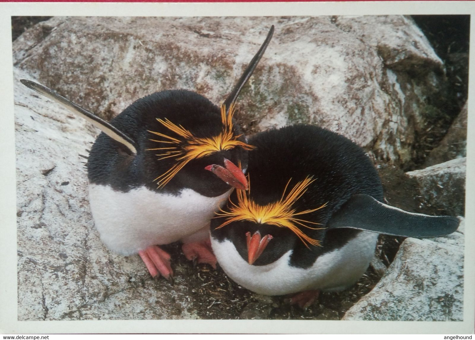 Macaroni Penguin Couple - Falkland