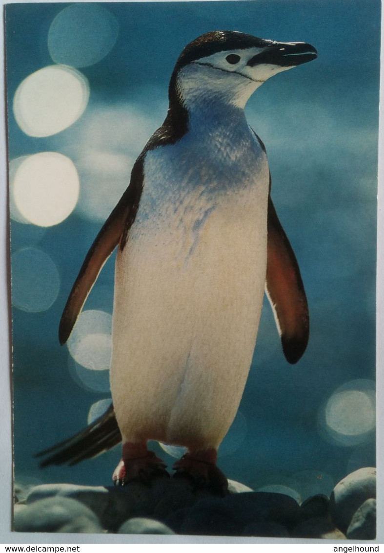 Chinstrap Penguin - Falkland