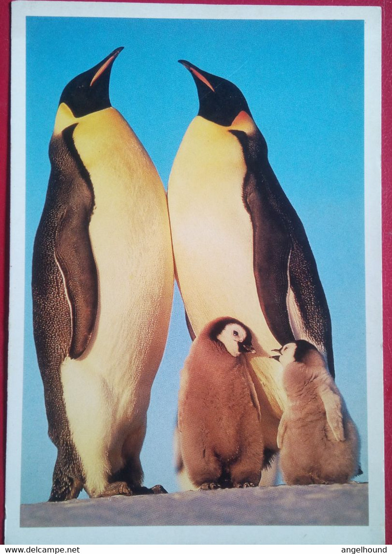 Emperor Penguins - Falklandeilanden