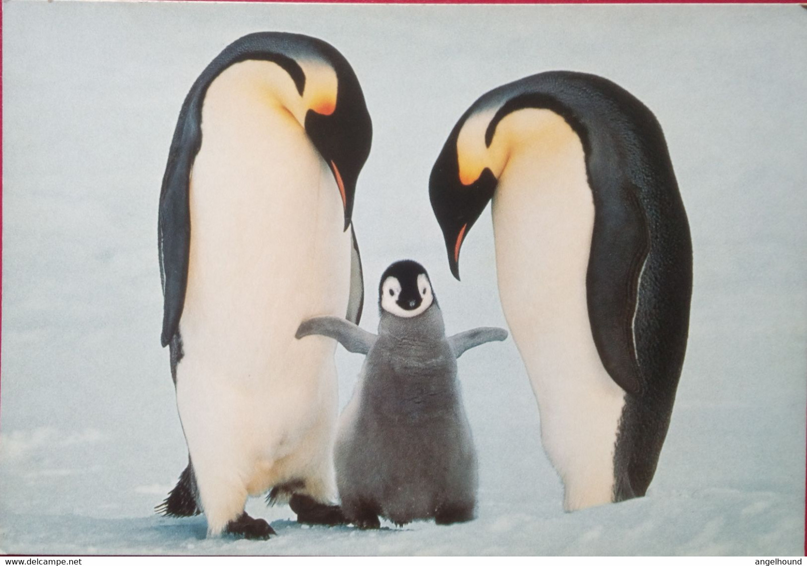 Emperor Penguin Family - Falkland Islands
