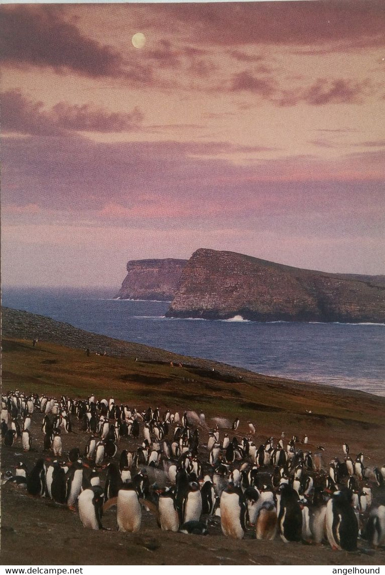Gentoo Penguin Colony - Falklandeilanden