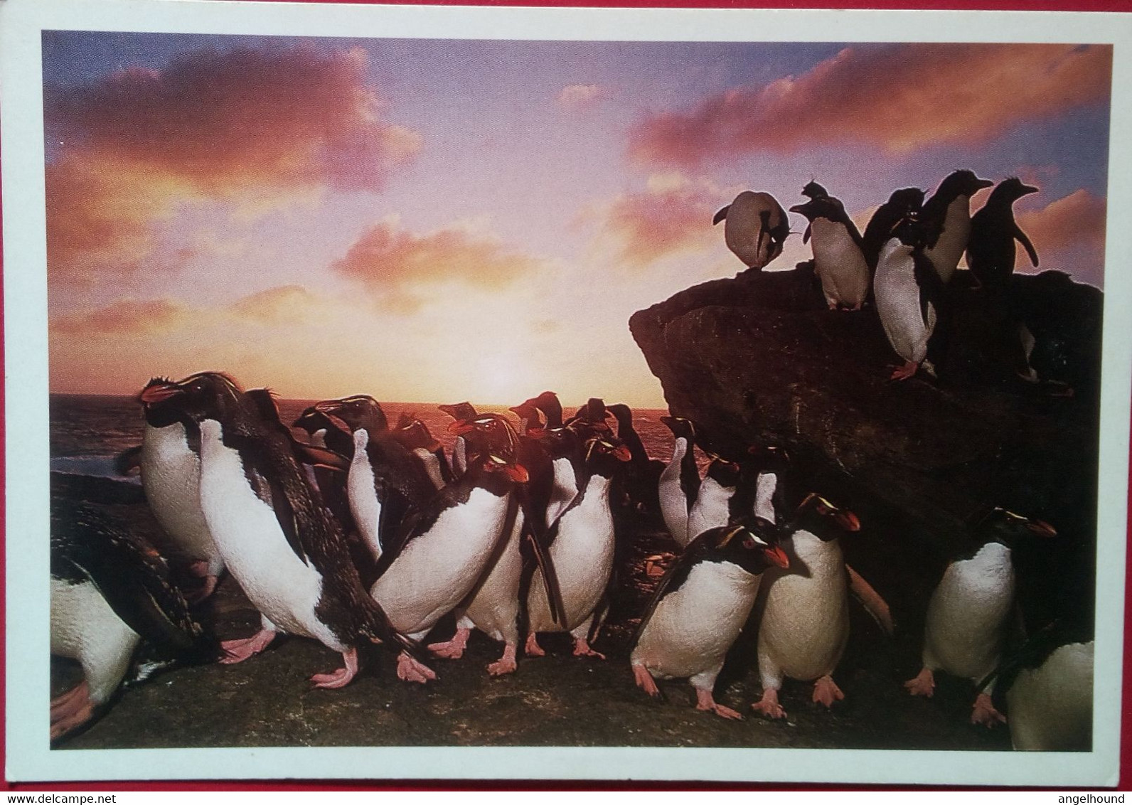 Rockhopper Penguins - Falklandeilanden