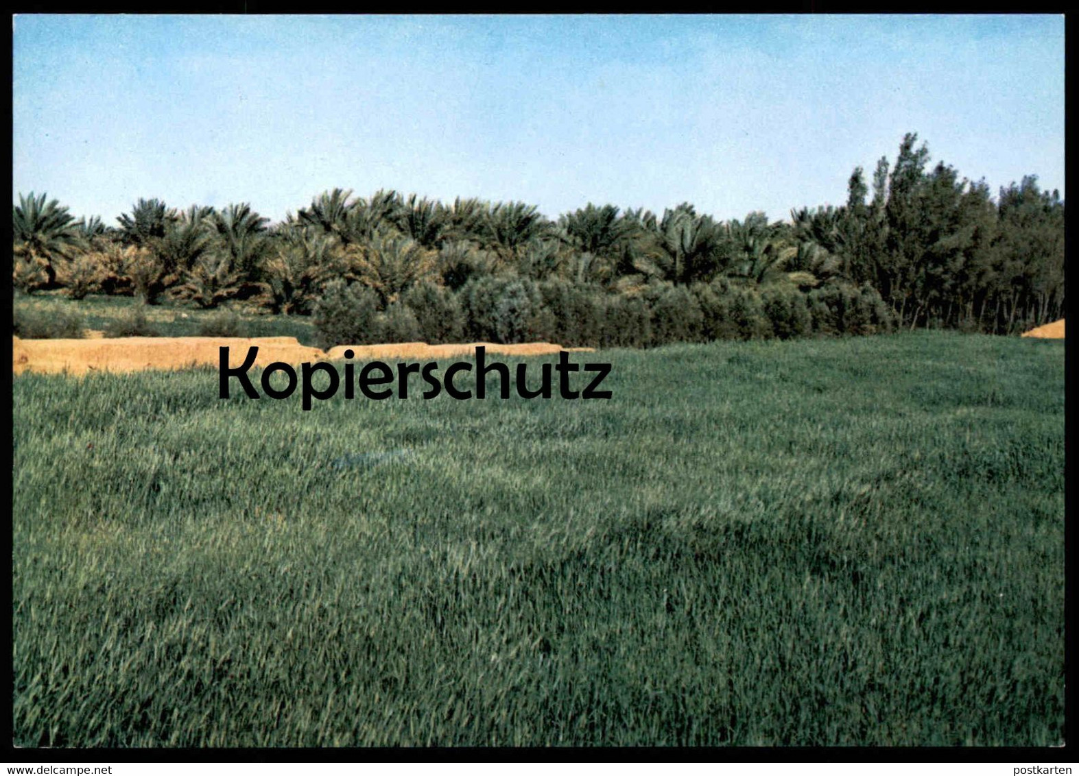 ÄLTERE POSTKARTE ANEIZA CULTIVATED FIELDS Felder Landwirtschaft Saudi Arabia Saudi Arabien Postcard Cpa AK Ansichtskarte - Arabie Saoudite