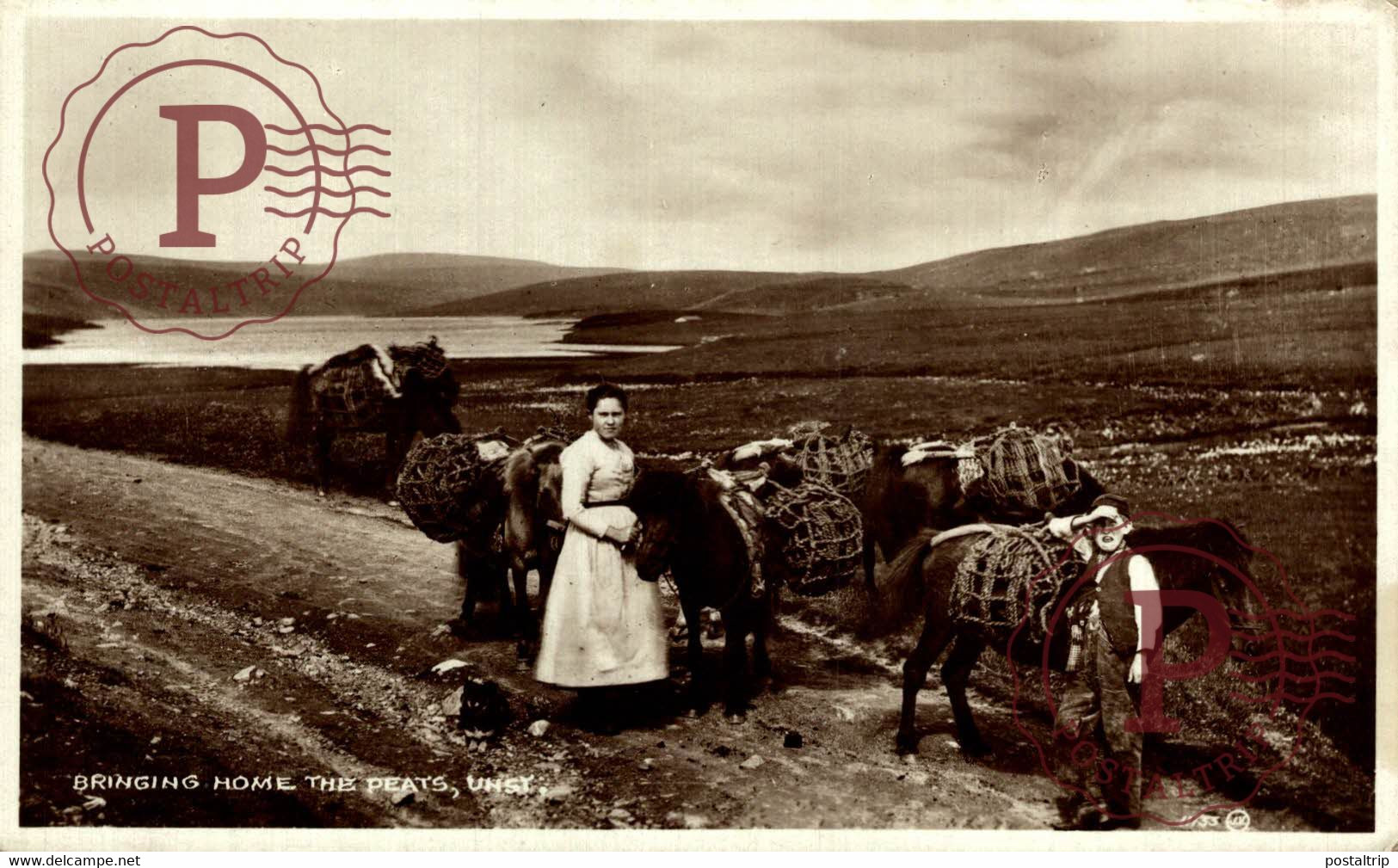 RPPC CARTE PHOTO   Unst Bringing Home The Peats  SHETLAND PONY PONIES - Shetland