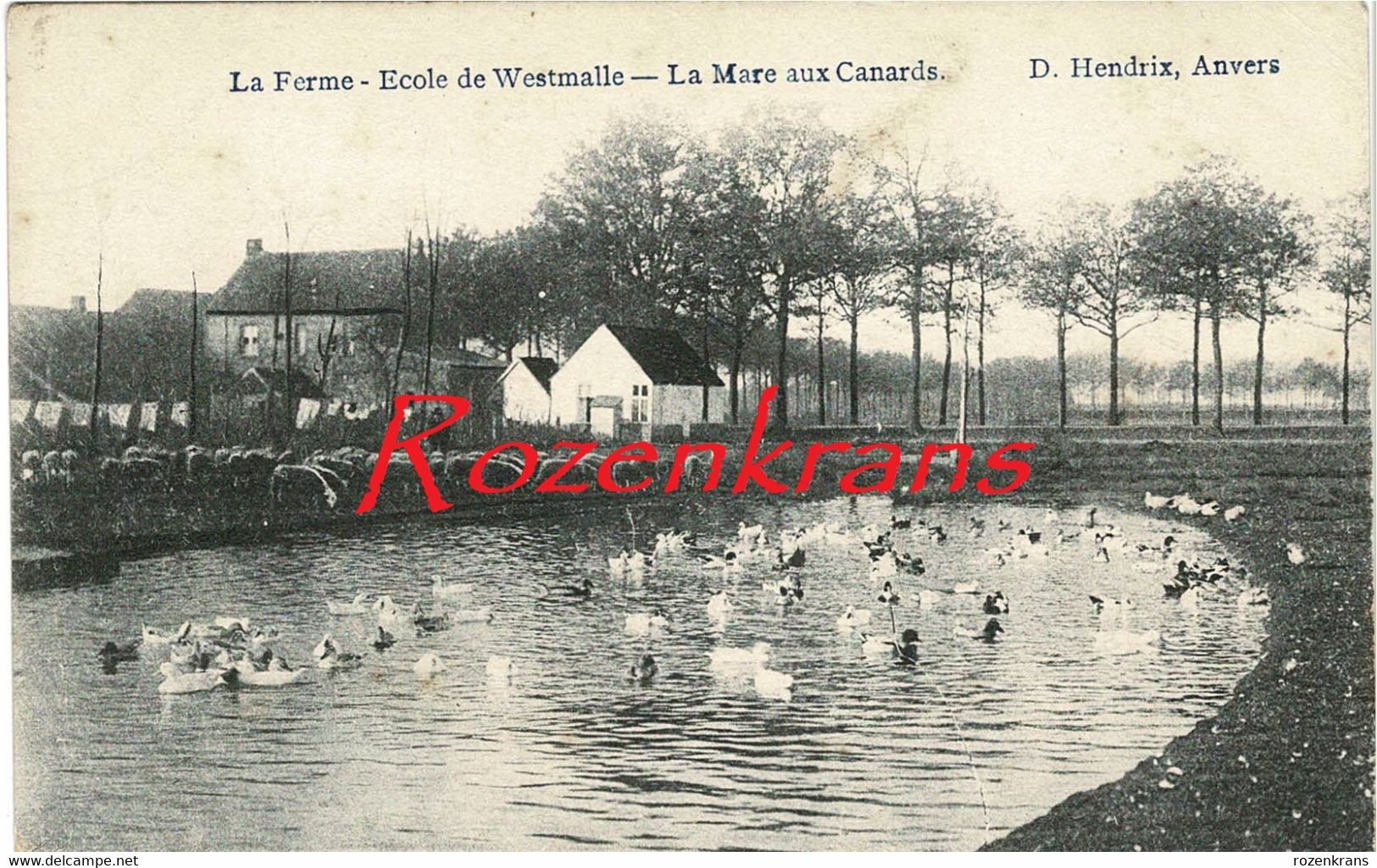 La Ferme Ecole De Westmalle La Mare Aux Canards Eendenvijver - Malle