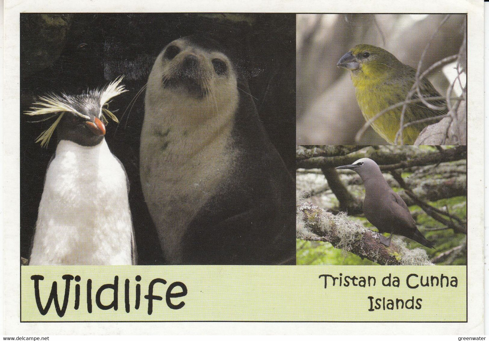 Tristan Da Cunha Postcard  Wildlife Tristan Da Cunha Ca Tristan Da Cunha 26 AU 2020 (F8896) - Tristan Da Cunha