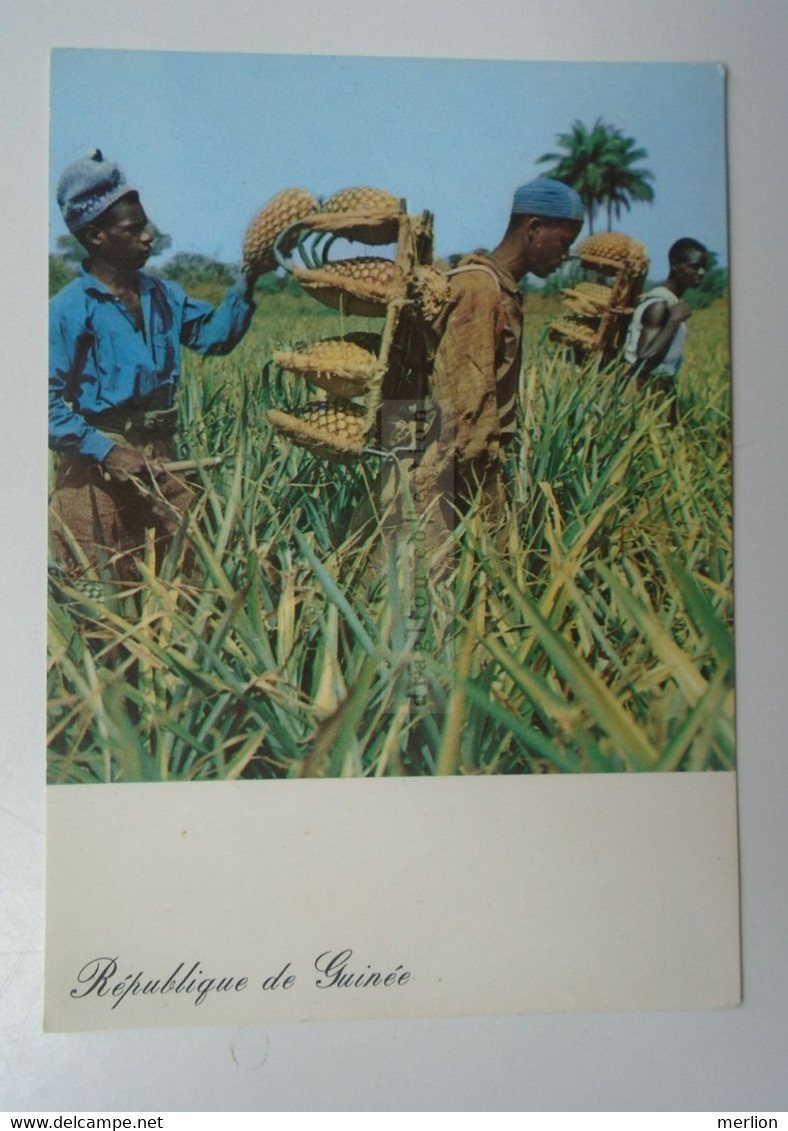 D182668  République De  Guinée -Guinea  -Recolte D'Ananas - Collecting -Harvesting  Pineapple - Guinée