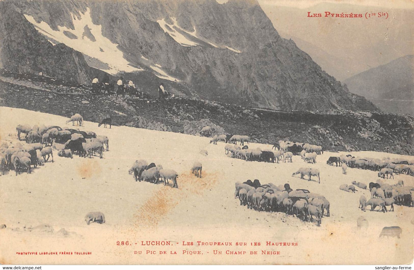 CPA 31 LUCHON LES TROUPEAUX SUR LES HAUTEURS DU PIC DE LA PIQUE UN CHAMP DE NEIGE - Luchon