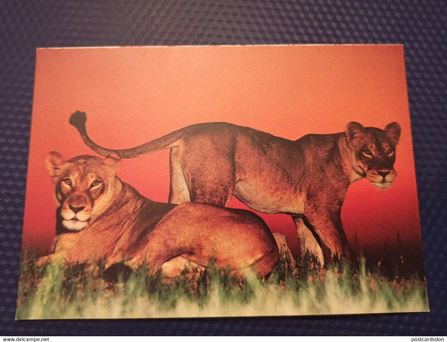 Botswana . Lion -  Old Postcard - - Botsuana