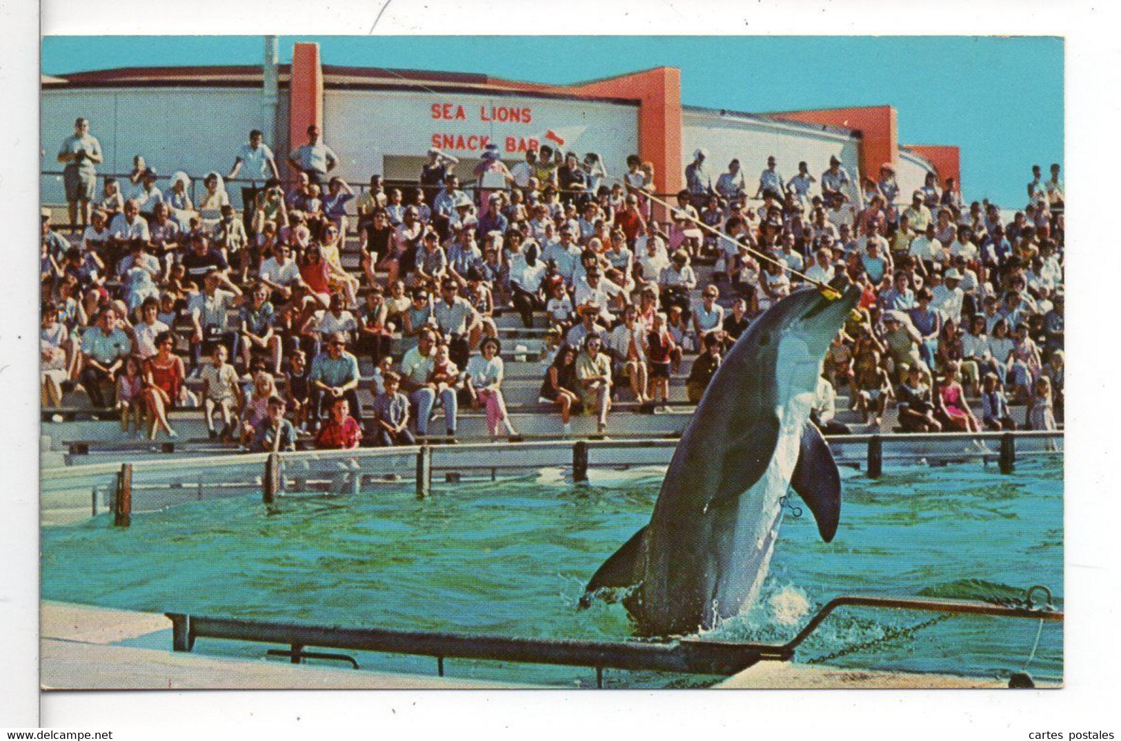 Porpoise With Fishing Lure Sea Arama Of Texas GAVELSTON - Galveston