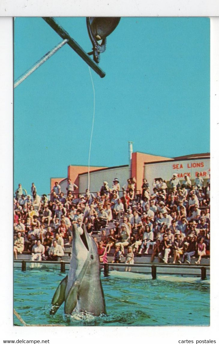 Porpoise Ringing The Fire Bell Sea Arama  Texas GAVELSTON - Galveston