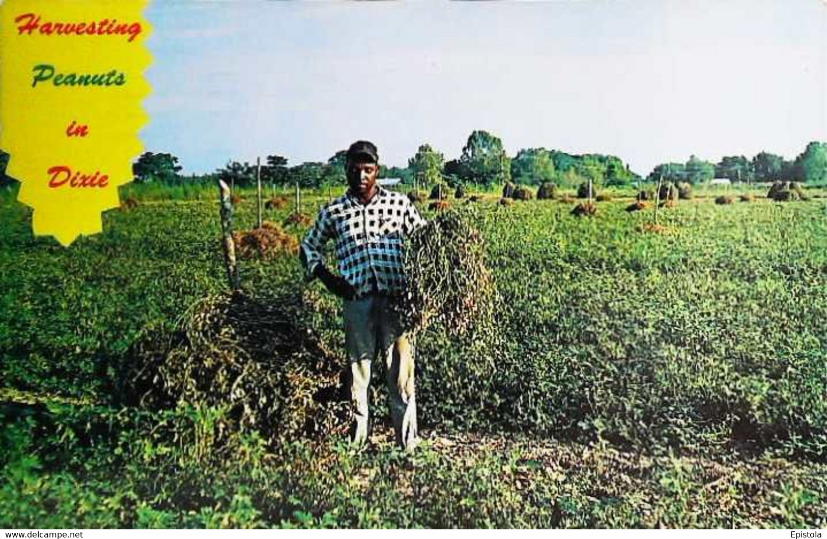 ►  HARVESTING PEANUTS In DIXIE  (South Land)   - Stamping DURHAM NC 1968 - Durham