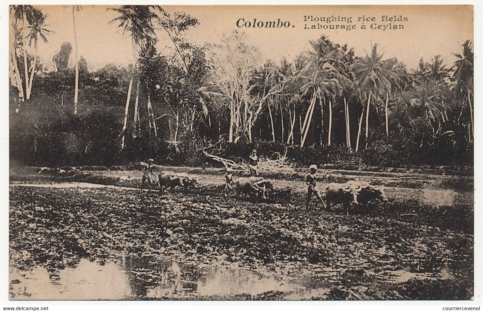 CPA - CEYLAN - COLOMBO - Labourage à Ceylan - Sri Lanka (Ceylon)