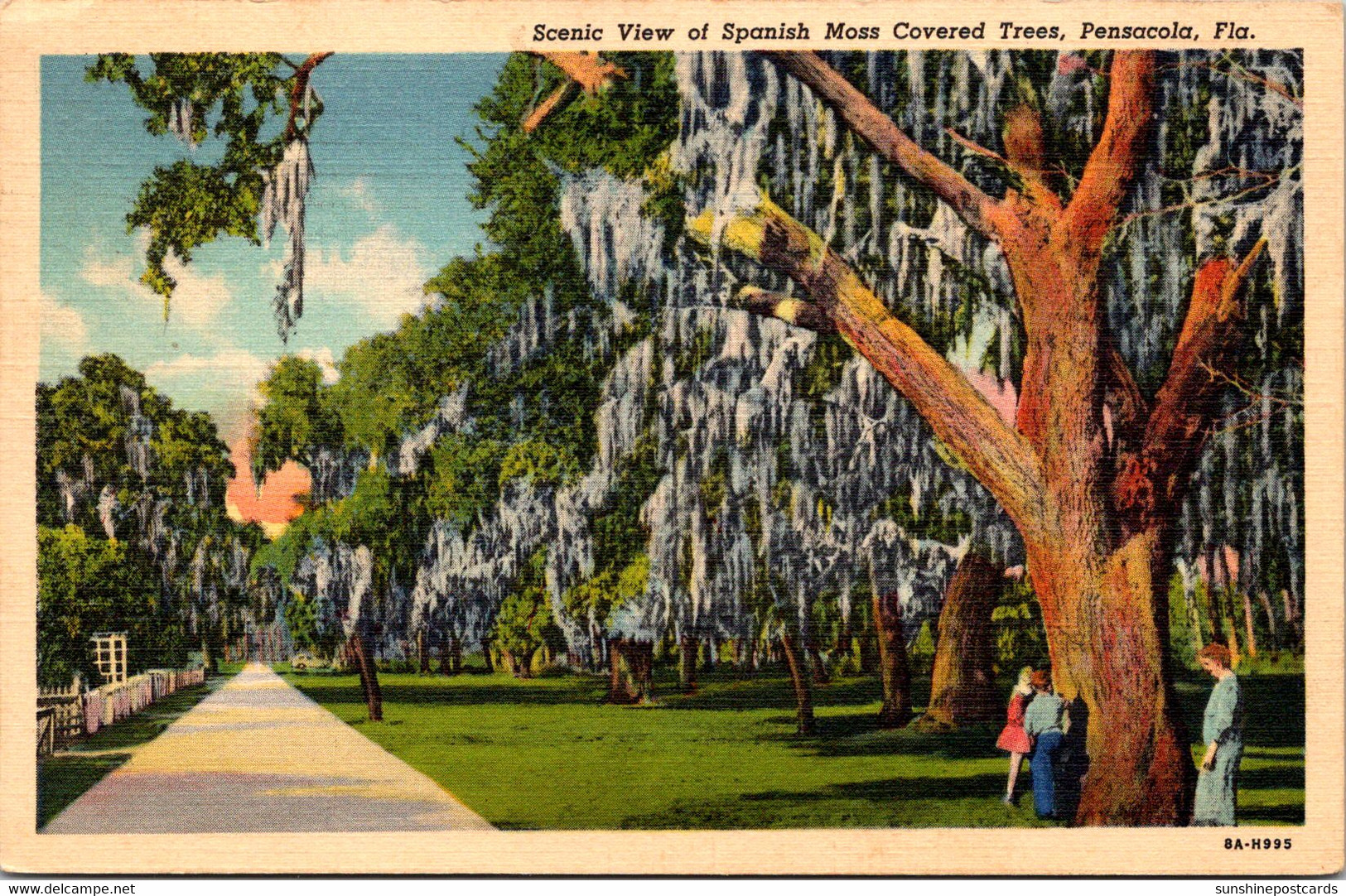 Florida Pensacola Scenic View Of Spanish Moss Covered Trees 1939 Curteich - Pensacola