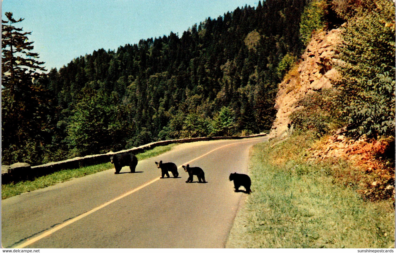 Tennessee Great Smoky Mountains Mother Bear And Cubs - Smokey Mountains