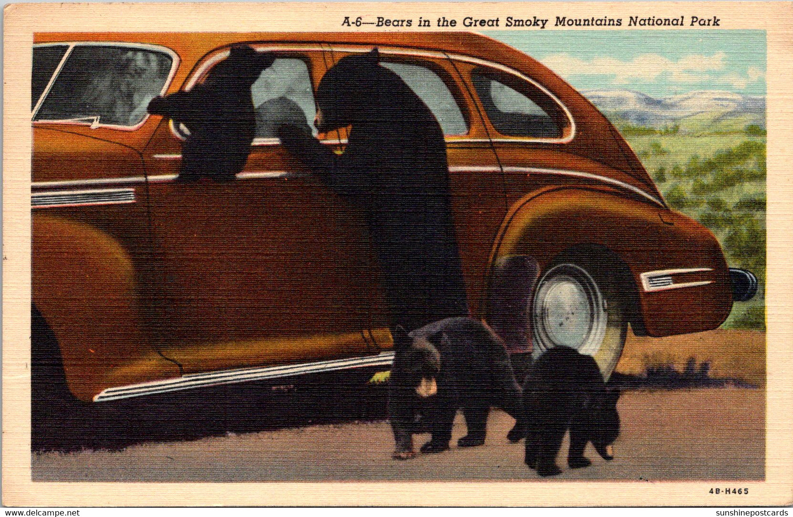 Tennessee Great Smoky Mountains Mother Bear And Her Three Hungry Cubs Looking For Food 1946 Curteich - Smokey Mountains