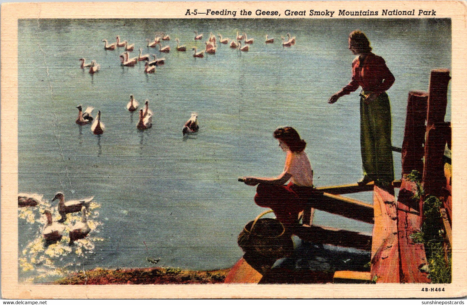 Tennessee Great Smoky Mountains Feeding The Geese Curteich - Smokey Mountains