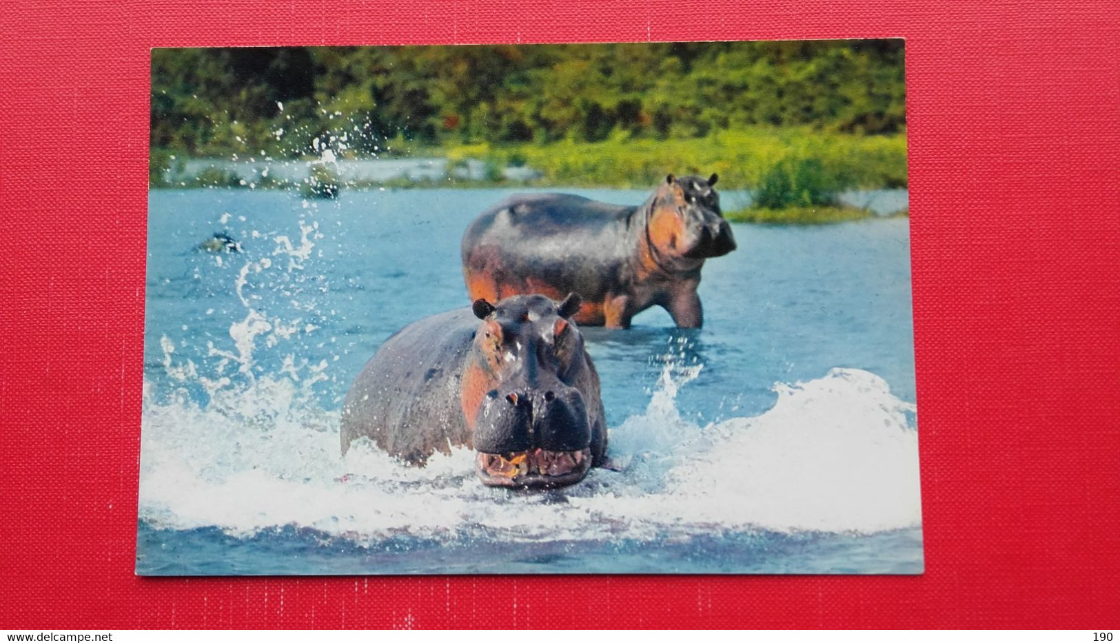 Hippopotames.Faune Africaine - Flusspferde