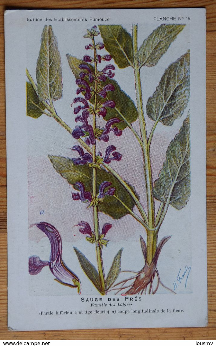 Sauge Des Prés - Etablissements Fumouze Faubourg St-Denis Paris - Plantes Médicinales - (n°21051) - Plantes Médicinales