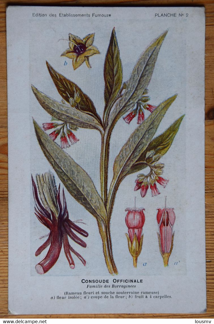 Consoude Officinale - Etablissements Fumouze Faubourg St-Denis Paris - Plantes Médicinales - (n°21056) - Geneeskrachtige Planten