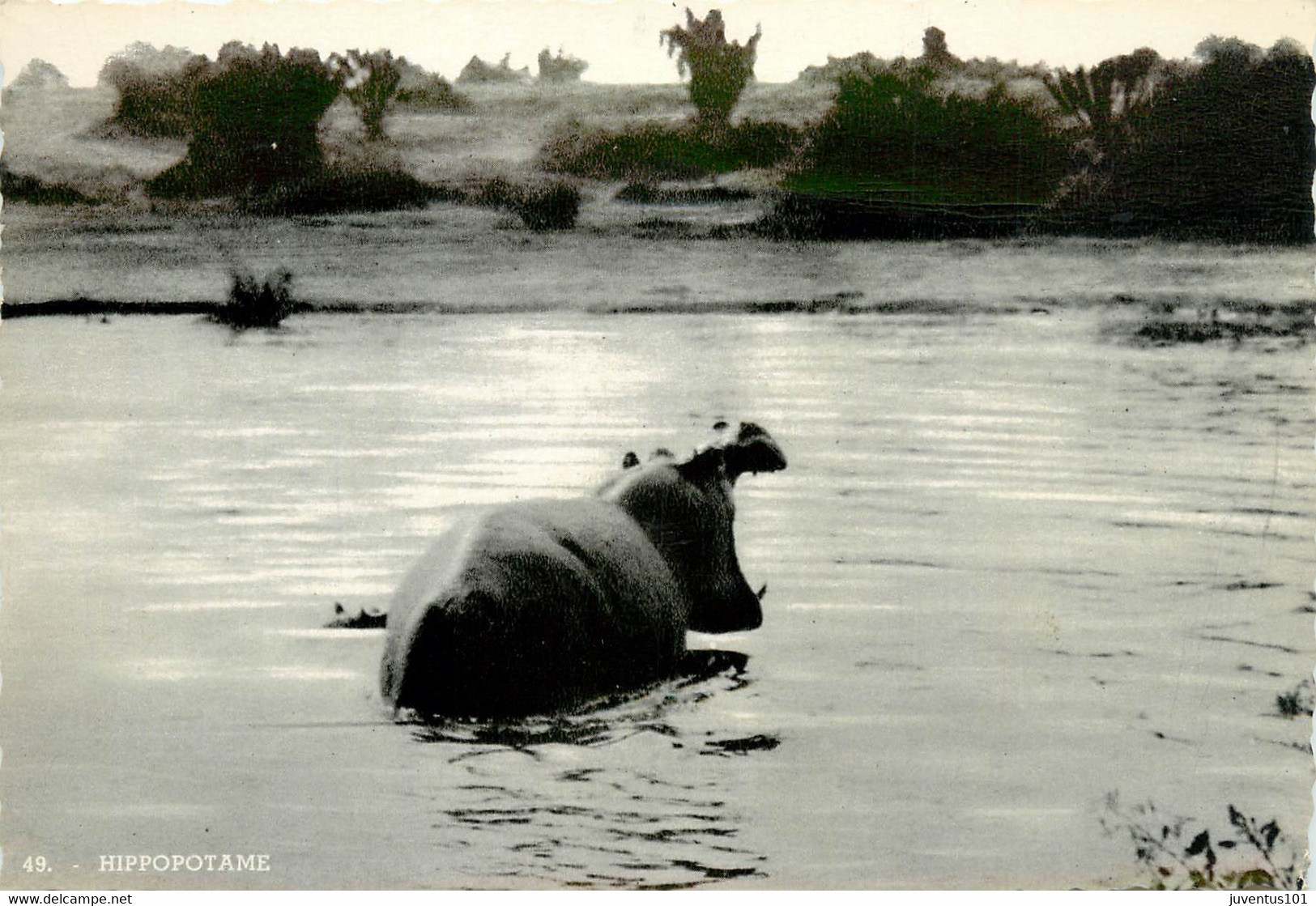 CPSM Grands Lacs Equatoriaux-L'hippopotame     L833 - Hippopotamuses