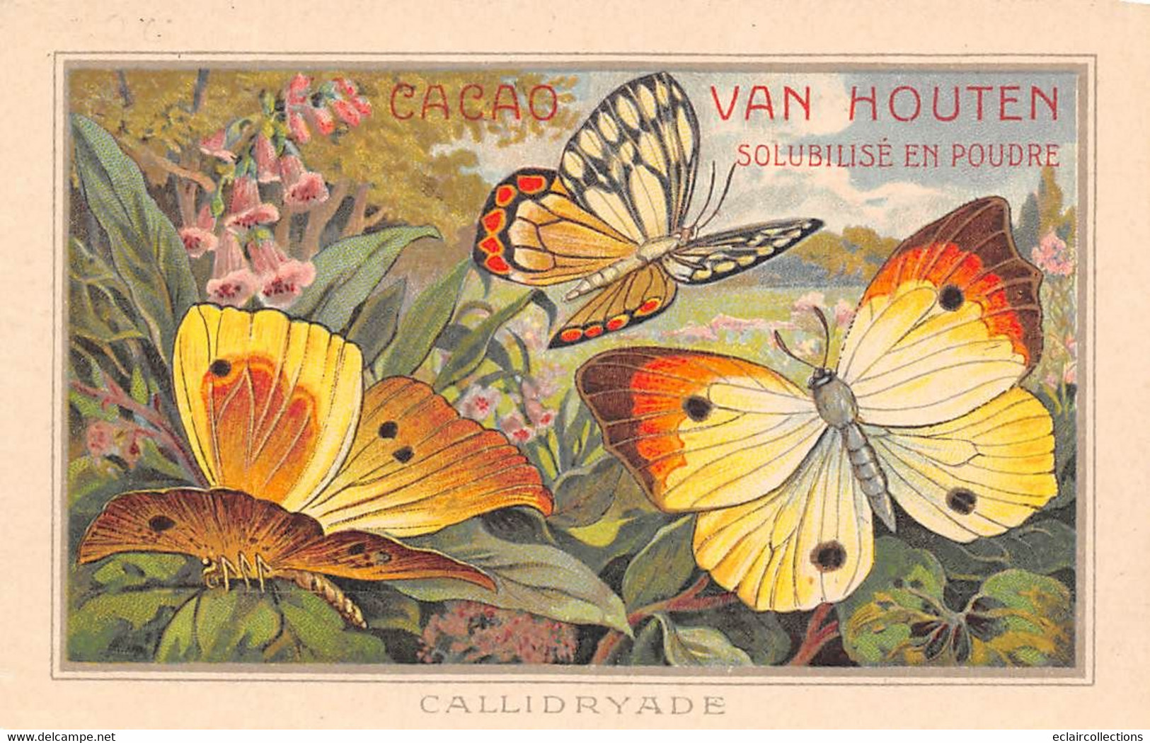 Image  14.5 X 9.5 Cm     Chromo.  Papillons Callidryades Publicité Chocolat Van Houten   (voir Scan) - Van Houten