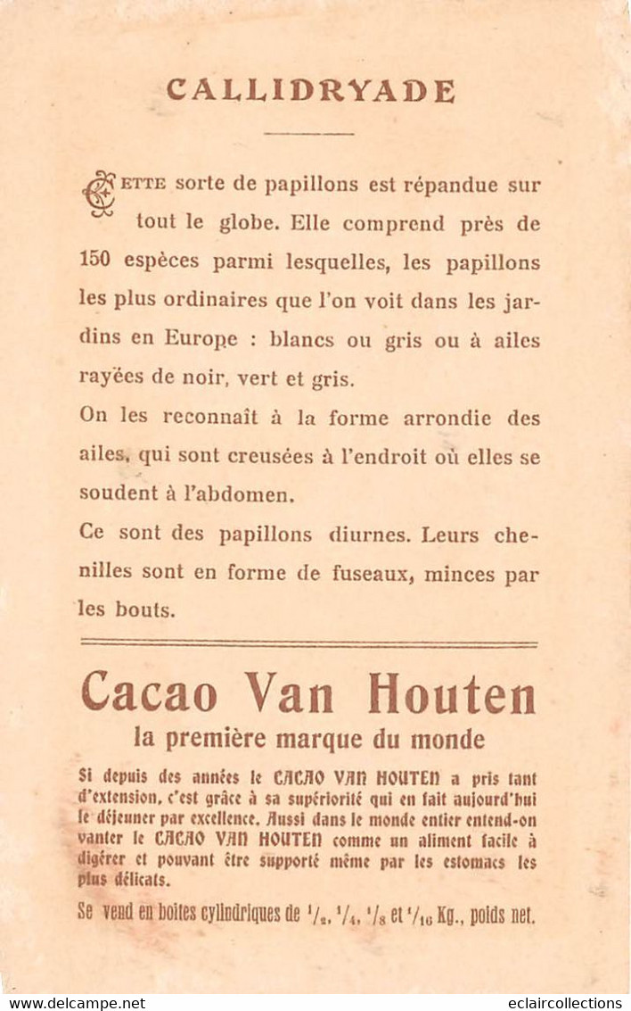 Image  14.5 X 9.5 Cm     Chromo.  Papillons Callidryades Publicité Chocolat Van Houten   (voir Scan) - Van Houten