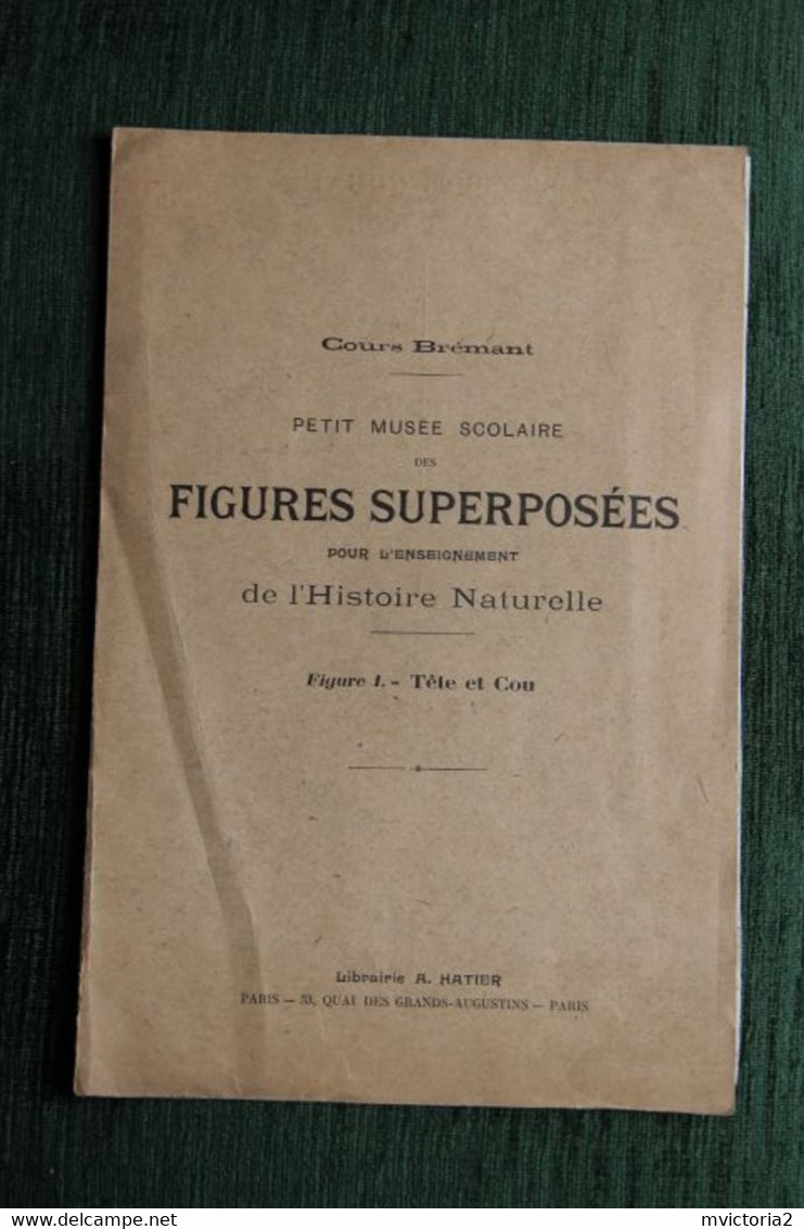 MEDECINE : Superbe Planche De Figures Superposées, Cours Brémant : Musée Scolaire : Tête Et Cou. - Autres Plans