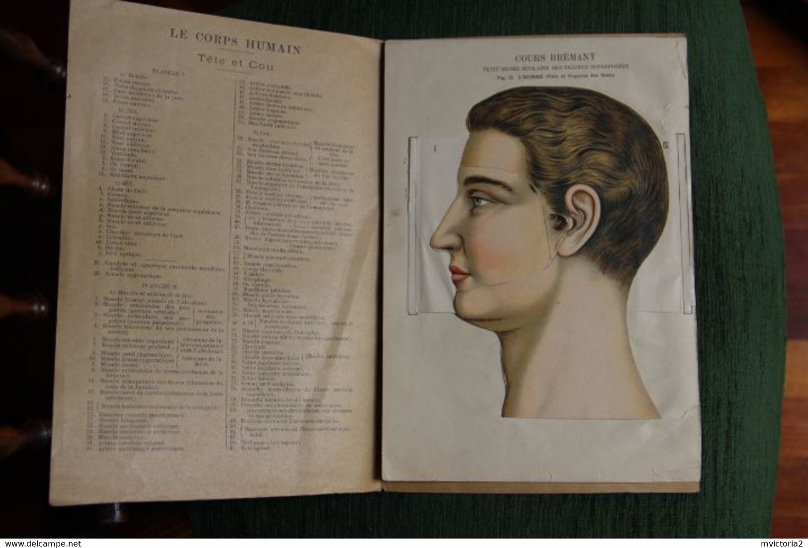 MEDECINE : Superbe Planche De Figures Superposées, Cours Brémant : Musée Scolaire : Tête Et Cou. - Other Plans