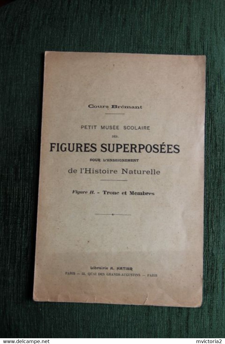 MEDECINE : Superbe Planche De Figures Superposées, Cours Brémant : Musée Scolaire : Tronc Et Membres. - Otros Planes