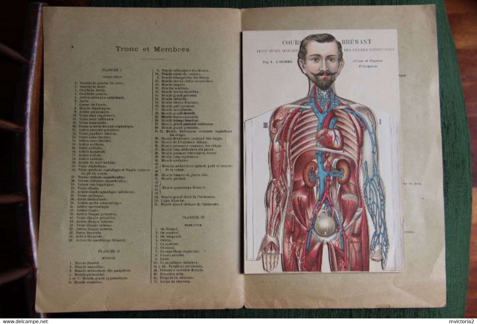 MEDECINE : Superbe Planche De Figures Superposées, Cours Brémant : Musée Scolaire : Tronc Et Membres. - Other Plans