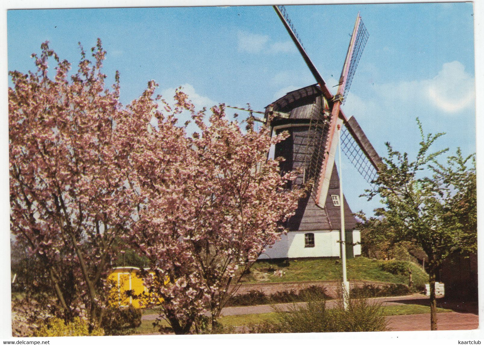 Rolde (Dr) - Molen In De Lente - De Korenmolen Van Rolde - (Nederland) - (Moulin à Vent, Mühle, Windmill, Windmolen) - Rolde