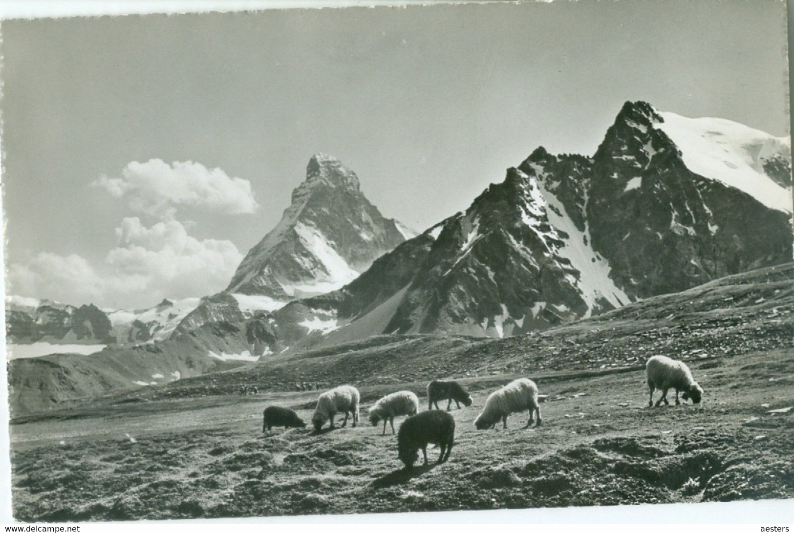 Sur L'Alpe 1959; Moutons - Voyagé. (A. Deriaz - Baulmes) - Riaz