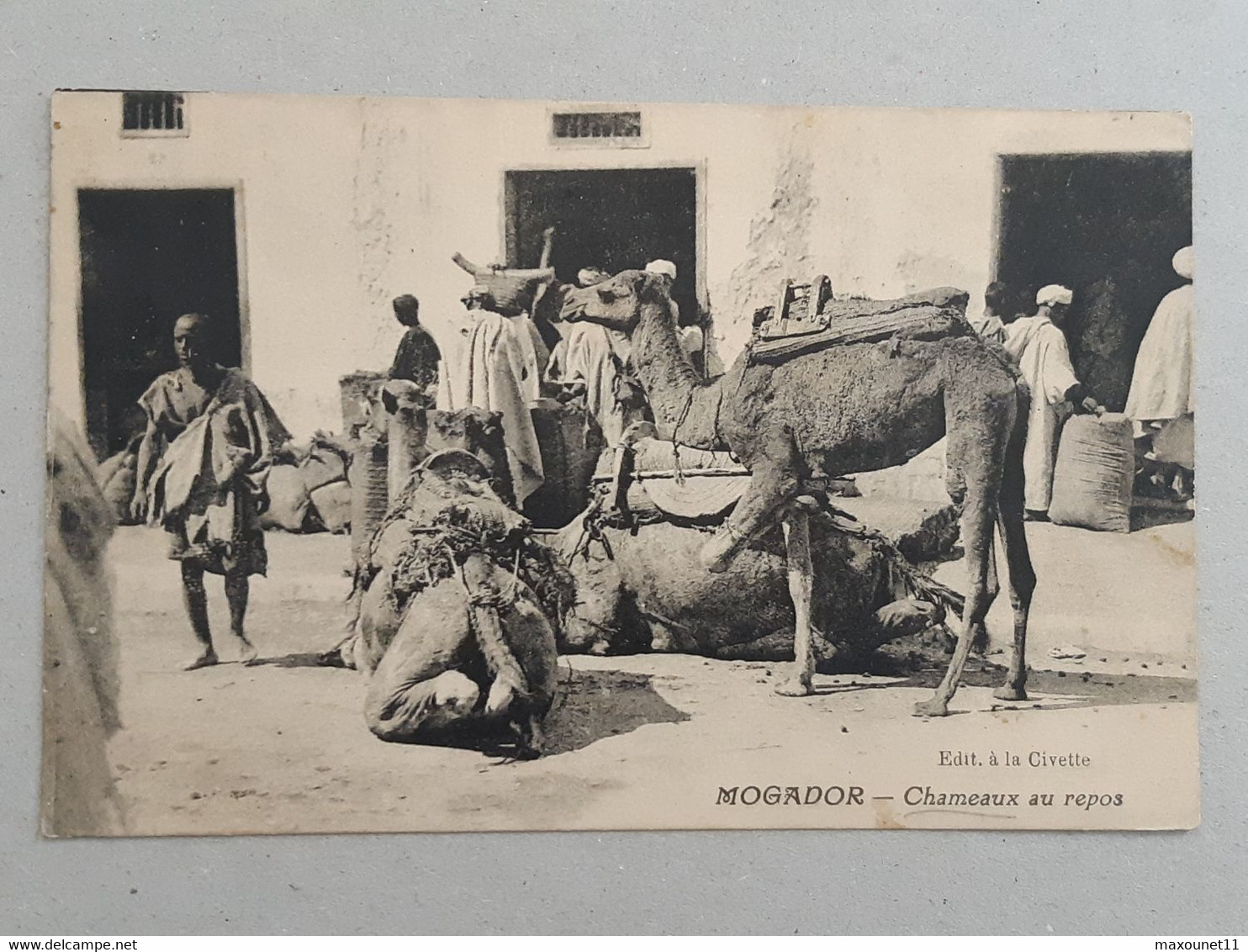 Maroc - Mogador - Chameaux Au Repos ... Lot440 . - Other & Unclassified