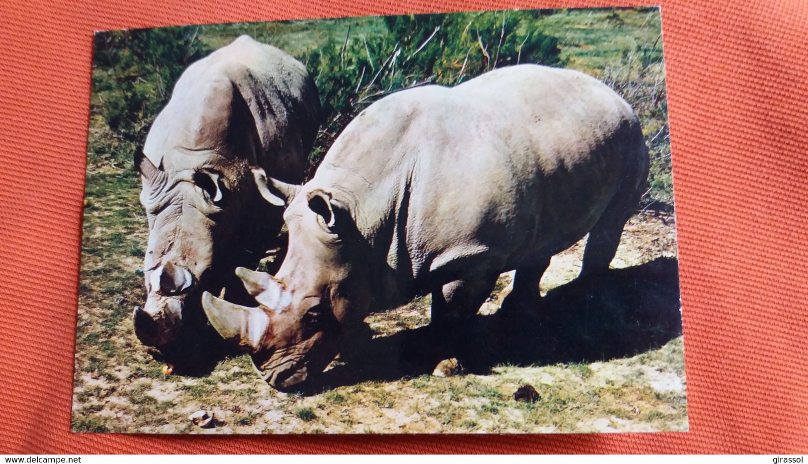 CPSM RHINOCEROS EN COUPLE RESERVE AFRICAINE DE SIGEAN AUDE ED CIM - Rhinocéros