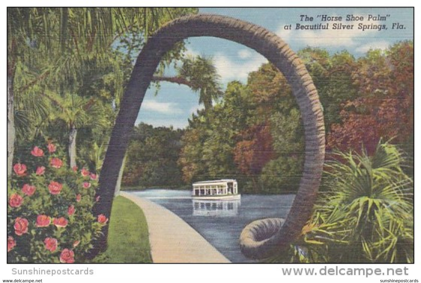 The Horse Shoe Palm At Beautiful Sliver Springs Florida 1951 - Silver Springs